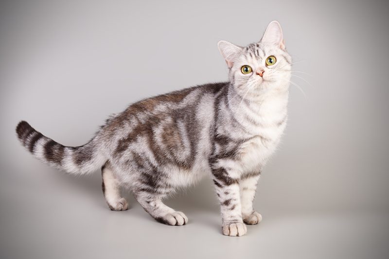 American Shorthair cat with striking green eyes and a distinctive gray and black striped coat