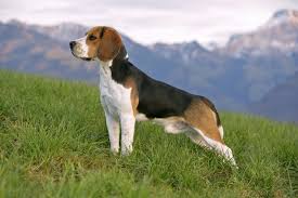 Beagle dog standing on a rocky mountain trail with a panoramic view