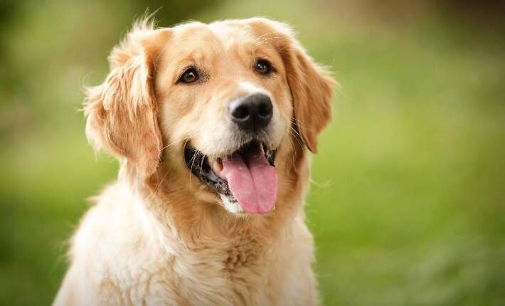Golden retriever